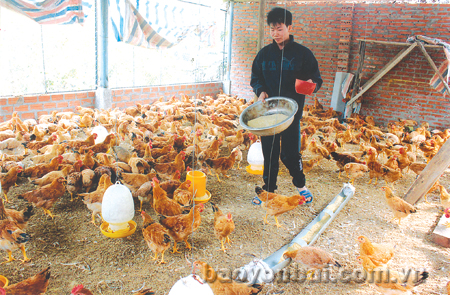 Đàn trâu, bò giảm nhưng đàn gia cầm đã tăng trưởng trên 2% so với cùng kỳ do hiệu quả chăn nuôi gia cầm cao.