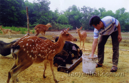 Anh Hiếu chăm sóc đàn hươu và lợn rừng.
