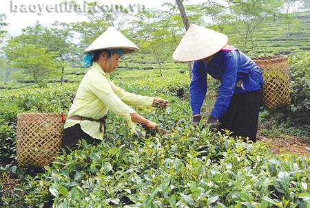 Nhờ chăm sóc, thu hái đúng kỹ thuật nên năng suất chè đã tăng trên 15% và giá bán cũng cao hơn.
