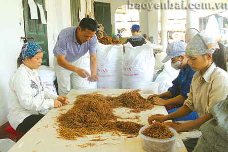 Sản phẩm măng khô xuất khẩu của Công ty cổ phần Yên Thành.