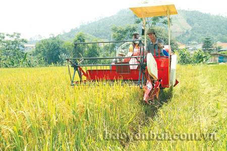 Mô hình cánh đồng mẫu lớn thuận lợi cho việc đưa cơ giới hóa vào sản xuất lúa hàng hóa.