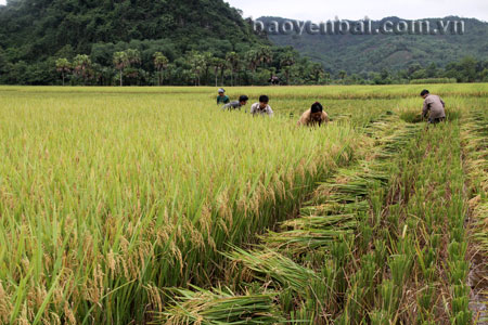 Toàn tỉnh có trên 18.000 ha lúa, trong đó có 5.000ha sản xuất lúa hàng hóa nhưng toàn bộ sản phẩm tiêu thụ đều không thông qua hợp đồng.