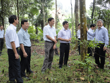 Đồng chí Đỗ Văn Chiến - Bí thư Tỉnh ủy (ngoài cùng bên phải) cùng các đồng chí lãnh đạo huyện Văn Yên kiểm tra khu bảo tồn giống quế Văn Yên. (Ảnh: Phạm Mạnh)