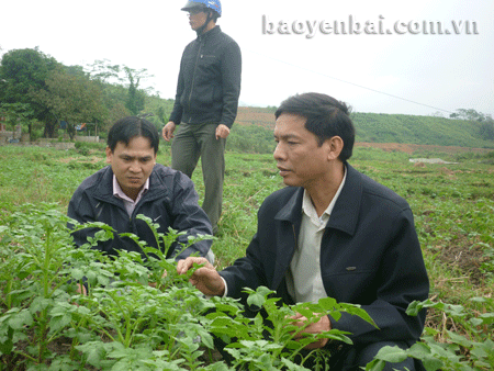 Đồng chí Doãn Văn Thủy - Phó chủ tịch UBND huyện kiểm tra mô hình trồng cây khoai tây tại xã Đông An.
