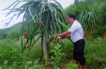 Hội viên nông dân sản xuất kinh doanh giỏi Hoàng Đình Cầu xã Văn Tiến, thành phố Yên Bái.
