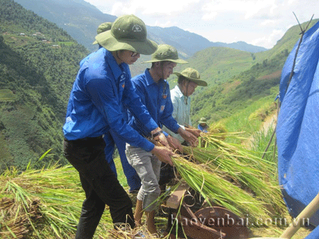Đoàn viên thanh niên tình nguyện giúp bà con thu hoạch lúa mùa.