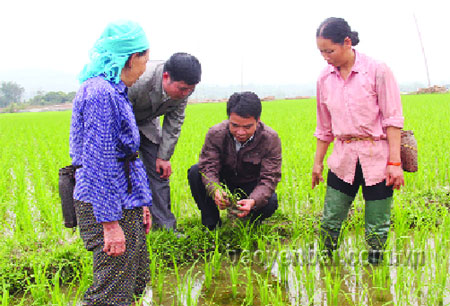Cán bộ Phòng Nông nghiệp - Phát triển nông thôn cùng bà con các dân tộc xã Sơn A kiểm tra quá trình sinh trưởng phát triển của cây lúa.