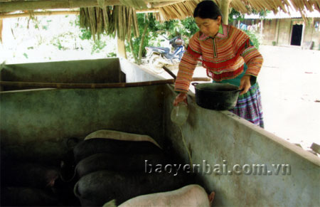 Bà Hảng Thị Sơn chăm sóc đàn lợn.