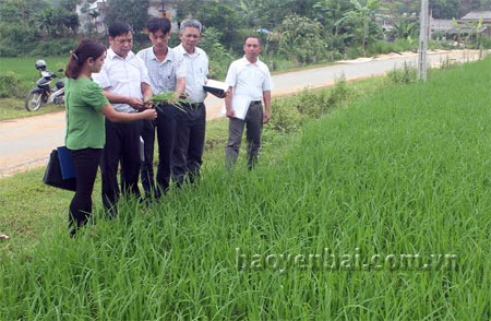 Lãnh đạo xã Quang Minh kiểm tra sự sinh trưởng và phát triển của lúa mùa sớm.
