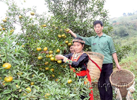 Nhiều hộ dân ở Tân Phượng đã biết trồng thêm cây quýt sen để nâng cao thu nhập.