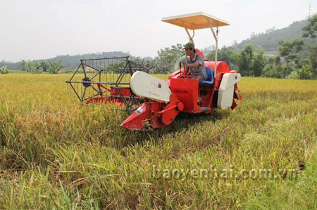 Thu hoạch lúa đông xuân tại cánh đồng xã An Thịnh (Văn Yên).

