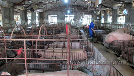Trang trại nuôi lợn nái sinh sản của bà Đinh Thị Tuyết xã Minh Bảo, thành phố Yên Bái.