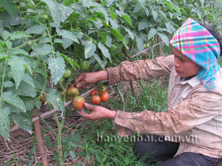 Nông dân thị xã Nghĩa Lộ đã biết áp dụng tiến bộ kỹ thuật trong thâm canh cà chua vụ đông góp phần xóa đói giảm nghèo.