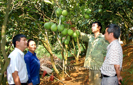 Anh Lê Minh Hiến (thứ hai phải sang) ở thôn Yên Bình, xã Hưng Thịnh nhờ trồng cây ăn quả đã thoát nghèo, vươn lên làm giàu.