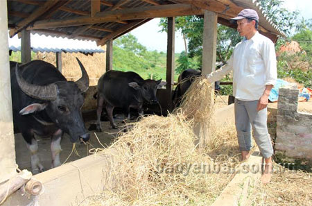 Nhờ đầu tư chăn nuôi trâu, gia đình ông Nguyễn Văn Phúc ở thôn An Khang đã có thu nhập ổn định.