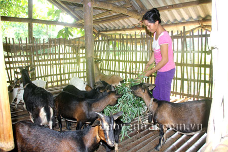 Nhờ nguồn vốn vay của Ngân hàng Chính sách xã hội, gia đình chị Mông Thị Hồ ở thôn Chính Quân, xã Liễu Đô, huyện Lục Yên đã đầu tư chăn nuôi dê và dần thoát khỏi cảnh đói nghèo.
