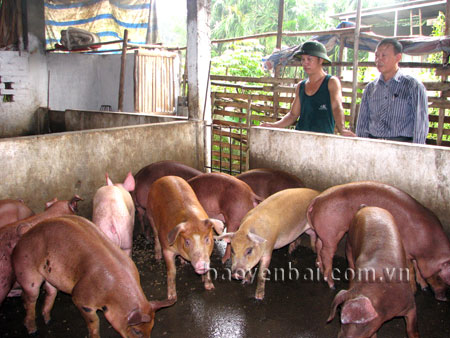 Mỗi năm, thu nhập trên 100 triệu đồng từ chăn nuôi nuôi lợn, gia đình anh Hà Công Thạnh là hộ làm kinh tế giỏi của thôn Minh Long.