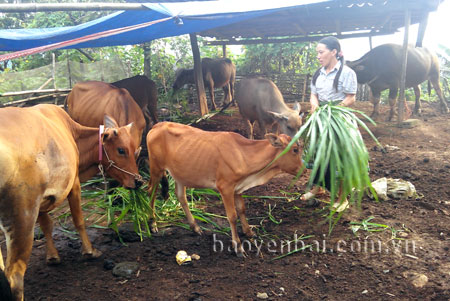 Chị Mùa Thị Dùa chăm sóc đàn trâu, bò của gia đình.
