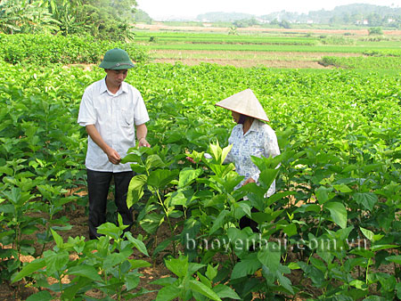 Ông Trần Văn Thịnh - Bí thư Chi bộ thôn Long Chu, xã Báo Đáp vận động các gia đình trong thôn trồng dâu nuôi tằm.
