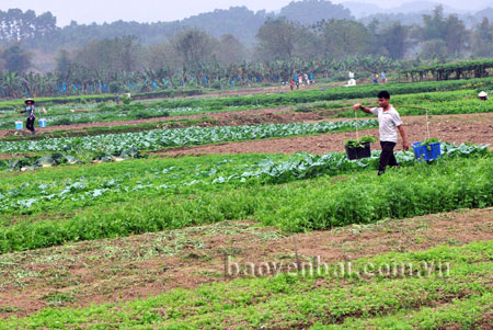 Do đồng đất manh mún nên trên cùng một thửa ruộng nông dân Tuy Lộc trồng nhiều loại rau khác nhau.