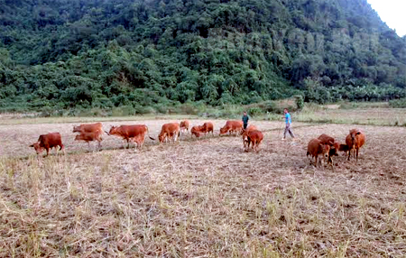 Mô hình nuôi bò sinh sản từ quỹ hỗ trợ nông dân giúp nông dân xã Minh Tiến (Lục Yên) thoát nghèo.
