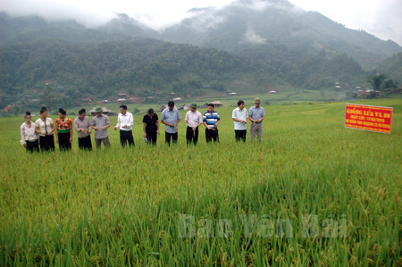 Lãnh đạo huyện Trạm Tấu và Công ty cổ phần Nông nghiệp kỹ thuật cao Hải Phòng trao đổi về việc mở rộng diện tích giống lúa Việt Lai 20 trên địa bàn huyện.