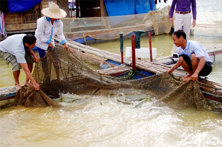 Mô hình nuôi cá lồng của gia đình anh Nguyễn Văn Đông ở thôn Trung Sơn, xã Mông Sơn mỗi năm cho thu nhập 120 triệu đồng.
