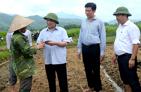 Đồng chí Phạm Duy Cường trao đổi về sản xuất đông xuân với bà con nông dân huyện Văn Yên dịp đầu năm 2016.