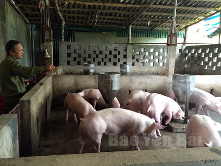 Mô hình chăn nuôi lợn thương phẩm của hội viên CCB xã Tân Thịnh (thành phố Yên Bái) cho hiệu quả kinh tế cao.