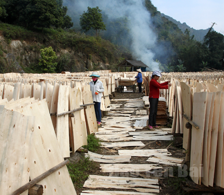 Nhiều doanh nghiệp sản xuất ván bóc gặp khó khăn trong tìm kiếm thị trường. (Ảnh: Một cơ sở sản xuất ván bóc tại xã Tân Lĩnh, huyện Lục Yên).