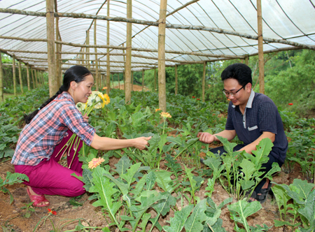 Mô hình trồng hoa của bà Đinh Thị Lan, thôn Hồng Thái, xã Nga Quán đem lại hiệu quả kinh tế cao.
