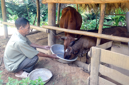 Công tác cải tạo đàn bò bằng phương pháp truyền tinh nhân tạo mang lại hiệu quả thiết thực cho người chăn nuôi.