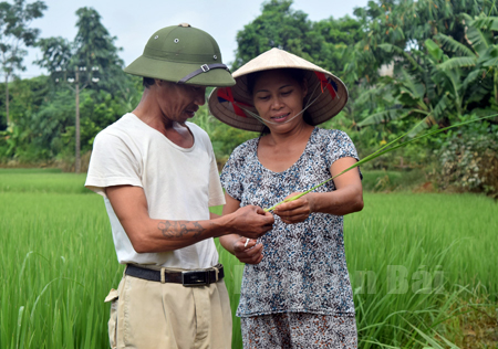 Người dân thôn 2, xã Báo Đáp, huyện Trấn Yên thăm lúa sau ngập úng do ảnh hưởng của hoàn lưu cơn bão số 3.
