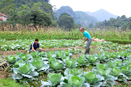 Nông dân xã Tân Lĩnh (Lục Yên) sản xuất rau an toàn.
