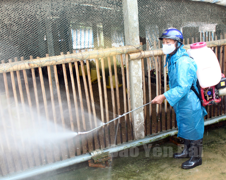 Cán bộ thú y huyện Yên Bình phun khử trùng tiêu độc tại các hộ chăn nuôi.