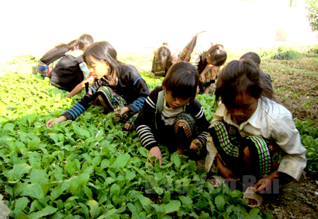 Học sinh bán trú Trường Phổ thông Dân tộc bán trú Tiểu học Suối Giàng chăm sóc vườn rau tự trồng.