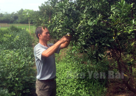 Cựu chiến binh Hoàng Ngọc chăm sóc vườn cây ăn quả.
