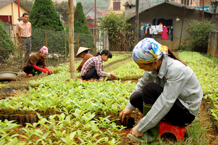 Công nhân Công ty TNHH một thành viên Lâm nghiệp Văn Chấn sản xuất giống cây cung cấp cho người dân trong huyện. Ảnh MQ