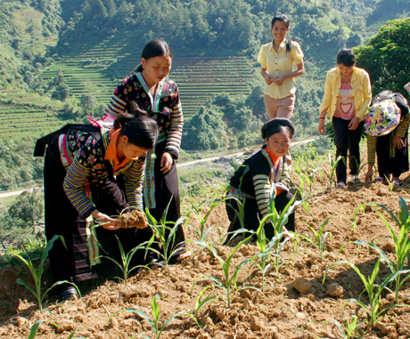 Đồng bào các dân tộc Mông ở huyện Mù Cang Chải được hướng dẫn kỹ thuật sản xuất ngô trên đất 1 vụ lúa. Ảnh MQ