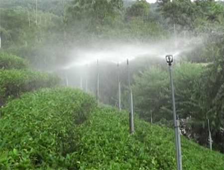 Hệ thống tưới nước phun mưa phun sương tưới lan cây rau tự động giá rẻ