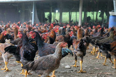 Trang trại gà cho hiệu quả kinh tế cao của anh Vũ Thanh Tùng.