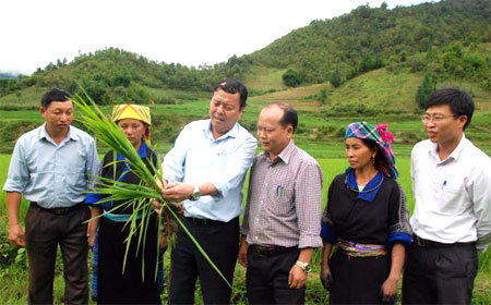 Lãnh đạo huyện Mù Cang Chải, Phòng Nông nghiệp và Phát triển nông thôn huyện cùng lãnh đạo xã Nậm Khắt kiểm tra lúa sau đợt mưa lũ kéo dài tháng 6/2017.