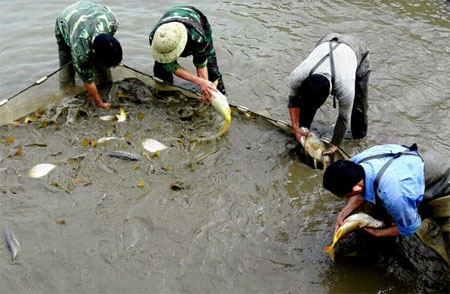 Cán bộ Trại Giống thủy sản Nghĩa Lộ kiểm tra chất lượng cá giống.