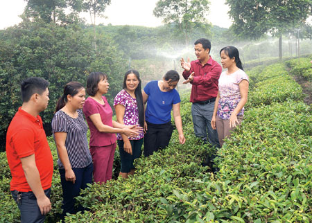 Lãnh đạo Trung tâm Khuyến nông tỉnh và Trạm Khuyến nông Trấn Yên trao đổi với khuyến nông viên cơ sở về mô hình “Ứng dụng hệ thống tưới phun mưa cho cây chè Bát Tiên” tại xã Báo Đáp.