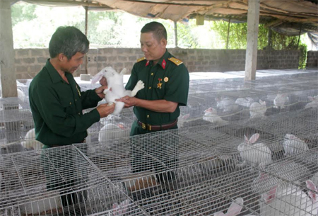 Mô hình nuôi thỏ của hội viên CCB Phạm Hữu Chanh, thôn 3, có thu nhập trên 200 triệu đồng/năm.