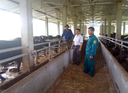 Khu chuồng nuôi 40 con bò lai F1 BBB của ông Hoàng Đình Huy, thôn Suối Quẻ, xã Phù Nham.