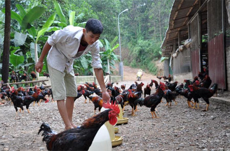 Chăn nuôi gà thương phẩm quy mô lớn của anh Hoàng Văn Hoan mang lại hiệu quả kinh tế cao.
