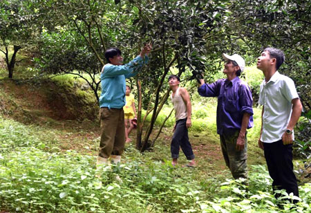 Ông Nguyễn Minh Nhiệm (đội mũ) - Tổ trưởng Tổ hợp tác Chuyên canh cam Thiên Tuế, xã Thượng Bằng La thường xuyên thăm vườn của tổ viên.