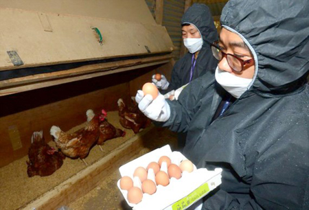 Kiểm tra trứng gà nhiễm fipronil tại một trang trại ở Hàn Quốc.