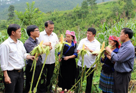Lãnh đạo huyện Mù Cang Chải thăm mô hình canh tác ngô mang lại hiệu quả kinh tế cao của nông dân xã Zế Xu Phình.